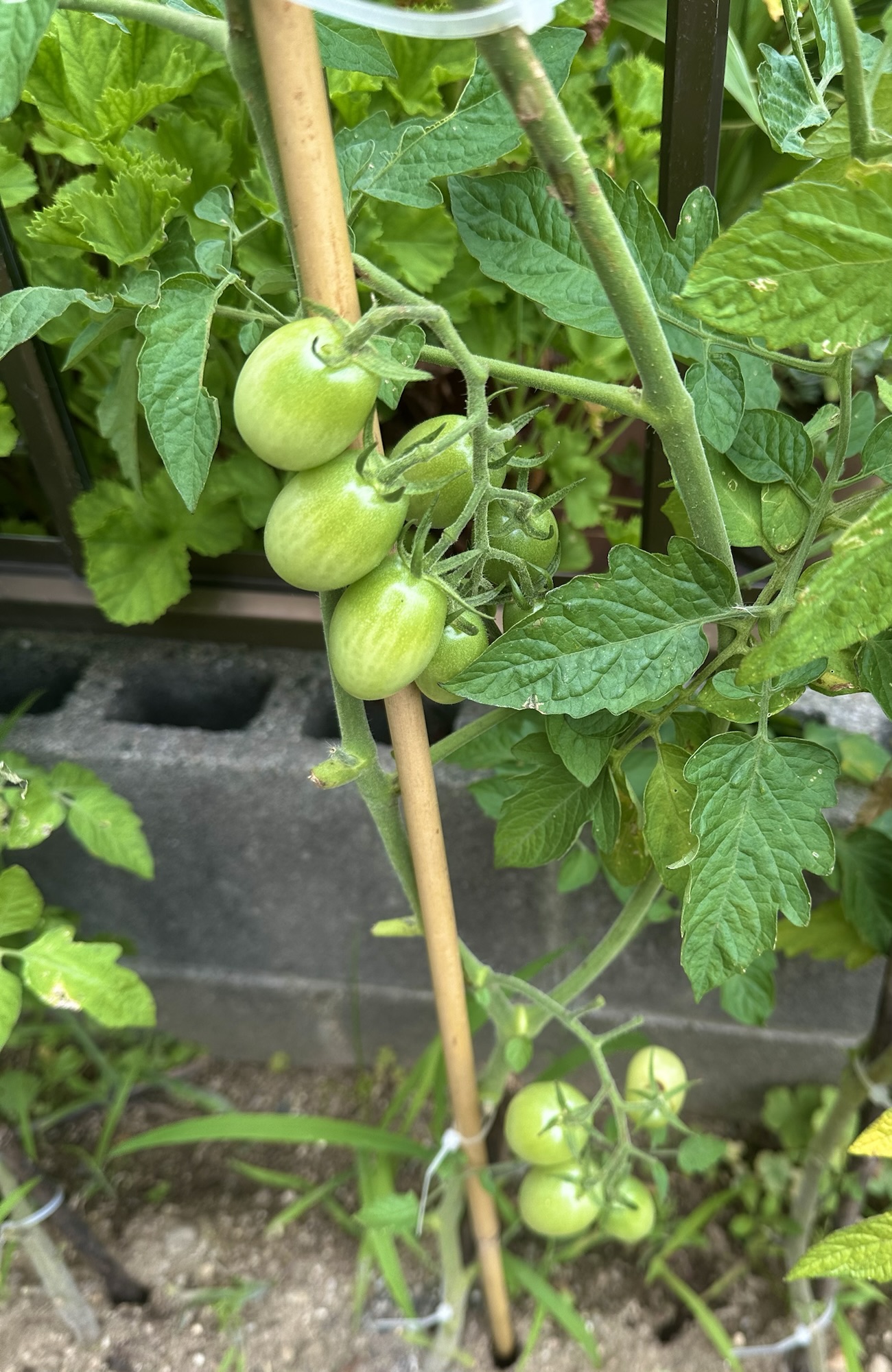 【収穫まであと少し！？】ほったらかし家庭菜園と見守り隊😊